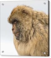 Barbary Macaque #1 Acrylic Print