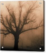 Bare Tree On A Foggy Morning #1 Acrylic Print