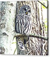 Barred Owl  #1 Acrylic Print
