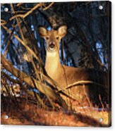 Bedded Doe #1 Acrylic Print