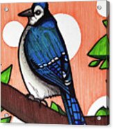 Blue Jay #1 Acrylic Print