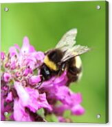 Bombus Hortorum, Garden Bumblebee, Pollinating Some Flower In Slovakia Grassland. Acrylic Print