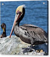 Brown Pelican On Tomales Bay #2 Acrylic Print