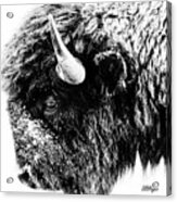 Buffalo Black And White Portrait Ii Acrylic Print