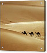 Camel Caravan In Desert Sand Dunes #1 Acrylic Print