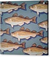 Cape Cod Cod Fish Acrylic Print