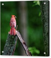 Cardinal - Back Feathers #1 Acrylic Print