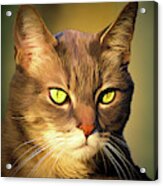 Cat With Green Eyes #1 Acrylic Print