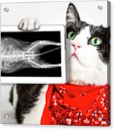 Cat With X Ray Plate #1 Acrylic Print