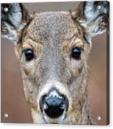 Close Up Of Whitetail Doe #1 Acrylic Print