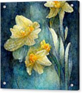 Daffodils #1 Acrylic Print