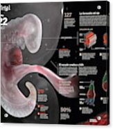Desarrollo Fetal #1 Acrylic Print