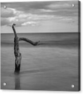 Driftwood Beach In Black And White Acrylic Print