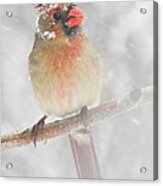 Female Cardinal In A Spring Snowstorm Acrylic Print