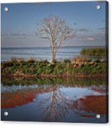 Reflection Of A Solitary Tree Acrylic Print