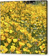 Foothill Poppies #1 Acrylic Print