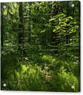 Forest Landscape With Trees And Sun #1 Acrylic Print