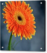Fresh  Beautiful Orange  Daisy Flower Blossom.  Blooming  Flower Acrylic Print