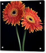 Fresh Daisy Flower  Isolated On Black Background Acrylic Print