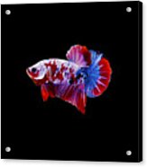 Galaxy Koi Betta Fish Acrylic Print