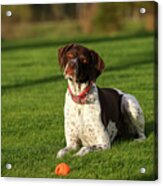 German Shorthaired Pointer #1 Acrylic Print