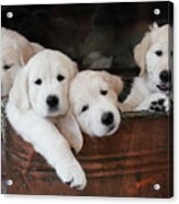 Golden Retriever Puppies #1 Acrylic Print