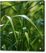 Green Grass Field #1 Acrylic Print