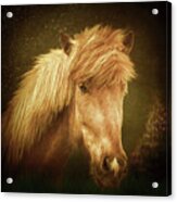 Icelandic Horse #1 Acrylic Print
