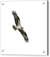 Isolated Osprey 2021-1 Acrylic Print