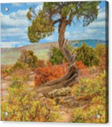 Juniper Tree, Black Canyon Of The Gunnison National Park, Colorado Acrylic Print