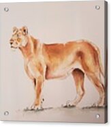 Lioness #1 Acrylic Print