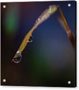 Macro Photography - Water Drops On Grass Acrylic Print