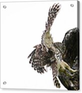 Mama Barred Owl Flying In #1 Acrylic Print