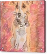 Beagle Rescue Dog From Mexico Acrylic Print