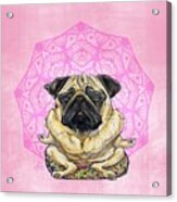 Meditating Pug #1 Acrylic Print