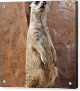 Meerkat Standing On A Rock Acrylic Print