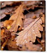 Oak Leaves And Rain Drops Acrylic Print