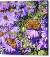 Pearl Crescent Ii Acrylic Print