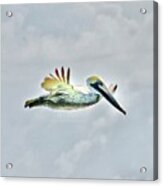 Pelican In Flight #1 Acrylic Print