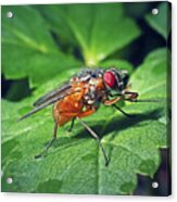 Phaonia Rufiventris Fly Insect #1 Acrylic Print