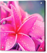 Pink Plumeria Acrylic Print