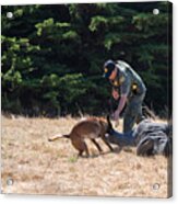 Police Dog Training With Belgian Malinois With Protective Clothing #1 Acrylic Print