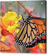 Pollen Covered Monarch #2 Acrylic Print