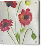 Poppies #1 Acrylic Print