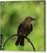 Pretty Bird #1 Acrylic Print