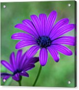 Purple Daisy #1 Acrylic Print