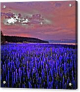 Purple Daze #2 Acrylic Print