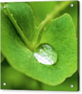 Rain Drop On Leaf #1 Acrylic Print