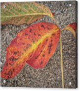 Red And Yellow Leaf Acrylic Print