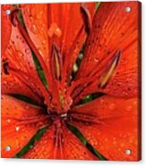 Red Lily  #1 Acrylic Print